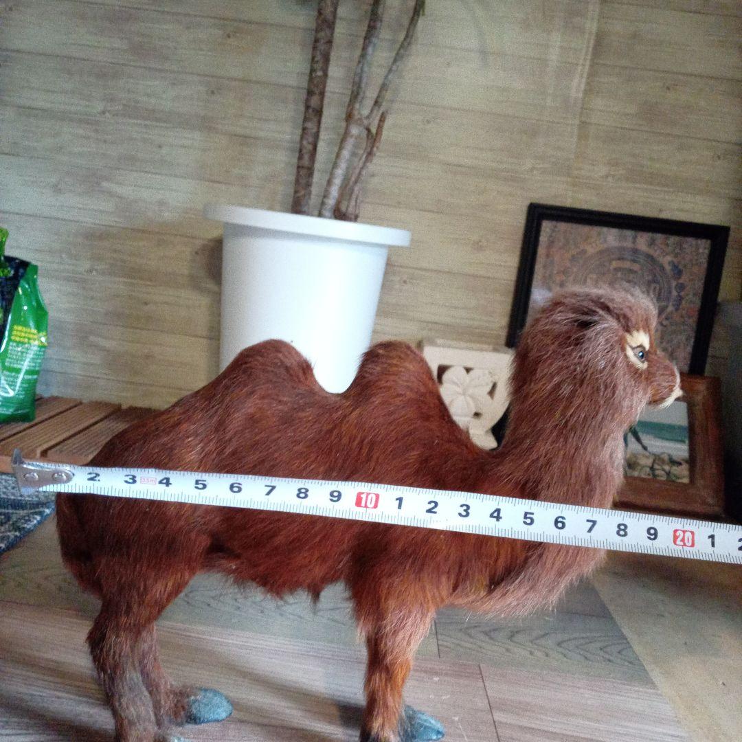 らくだミニ剥製