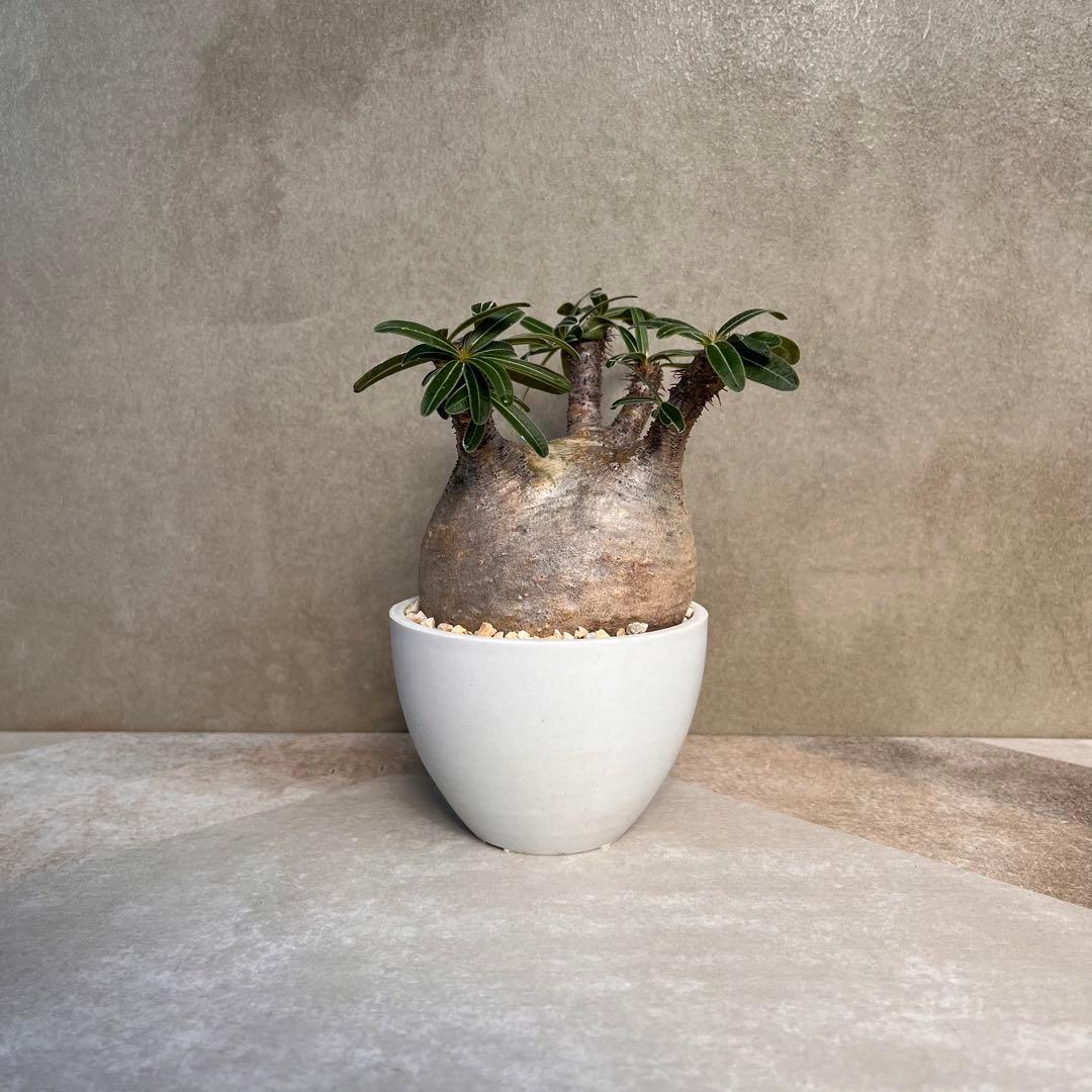 パキポディウム グラキリス 現地球 発根済 まんまる 手乗りサイズ