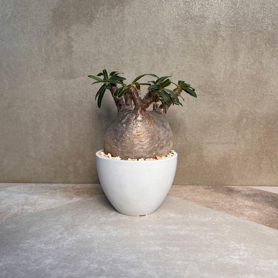 パキポディウム グラキリス 現地球 発根済 まんまる 手乗りサイズ