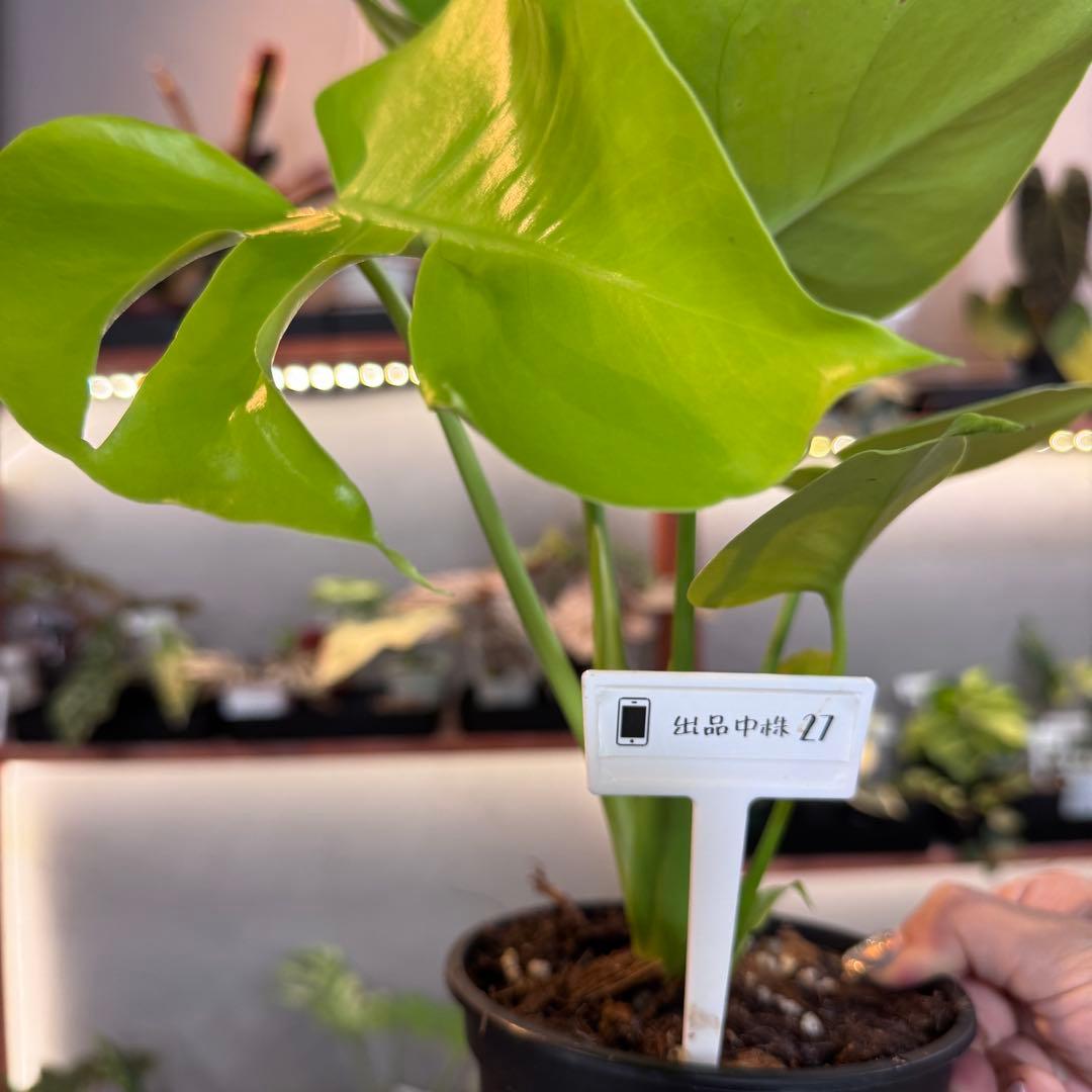 27 モンステラ デリシオーサ イエロームーン 花宇宙クンゾウ社長命名
