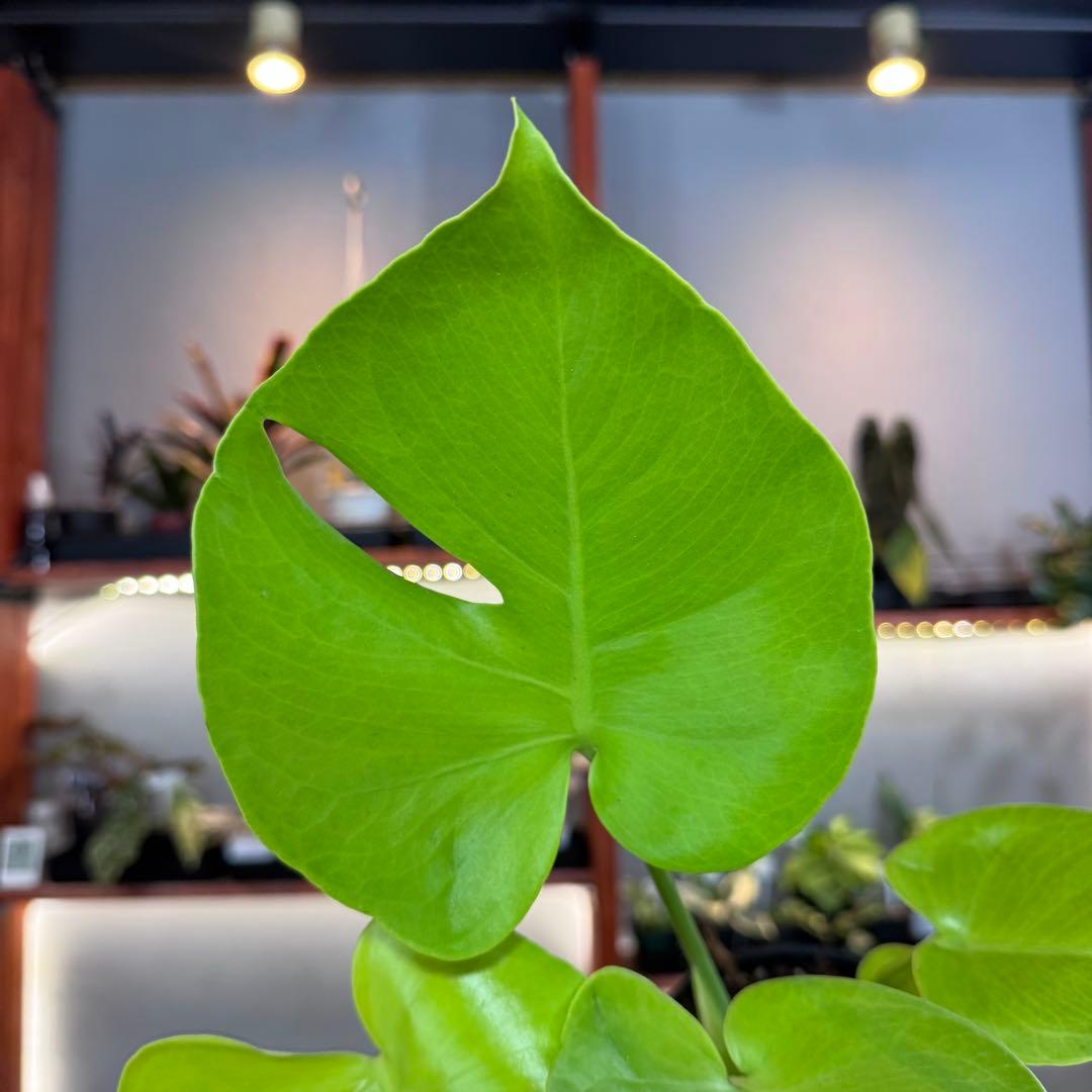 27 モンステラ デリシオーサ イエロームーン 花宇宙クンゾウ社長命名