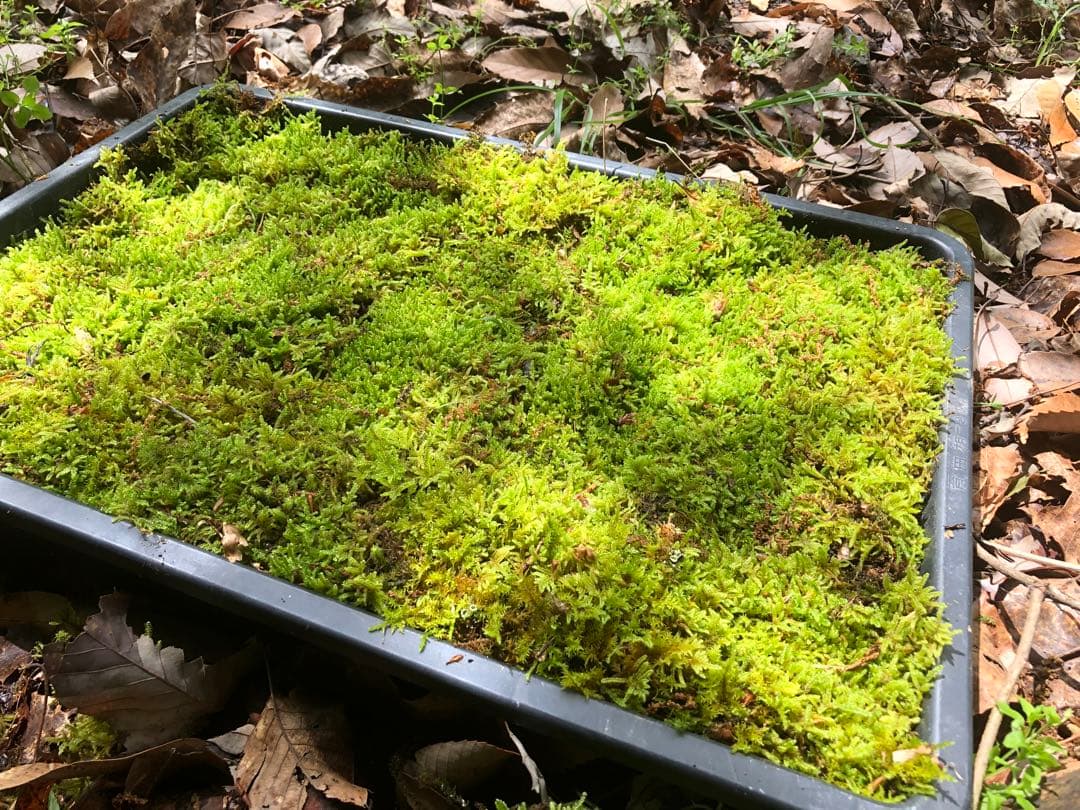 ハイゴケ 10枚 送料込み 11,000 円40㎝✖︎30㎝ - メルカリ