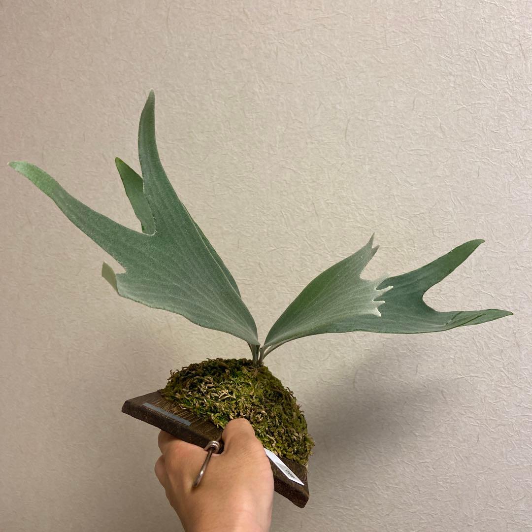 ビカクシダ】E-1 from 日々の 子株 - メルカリ