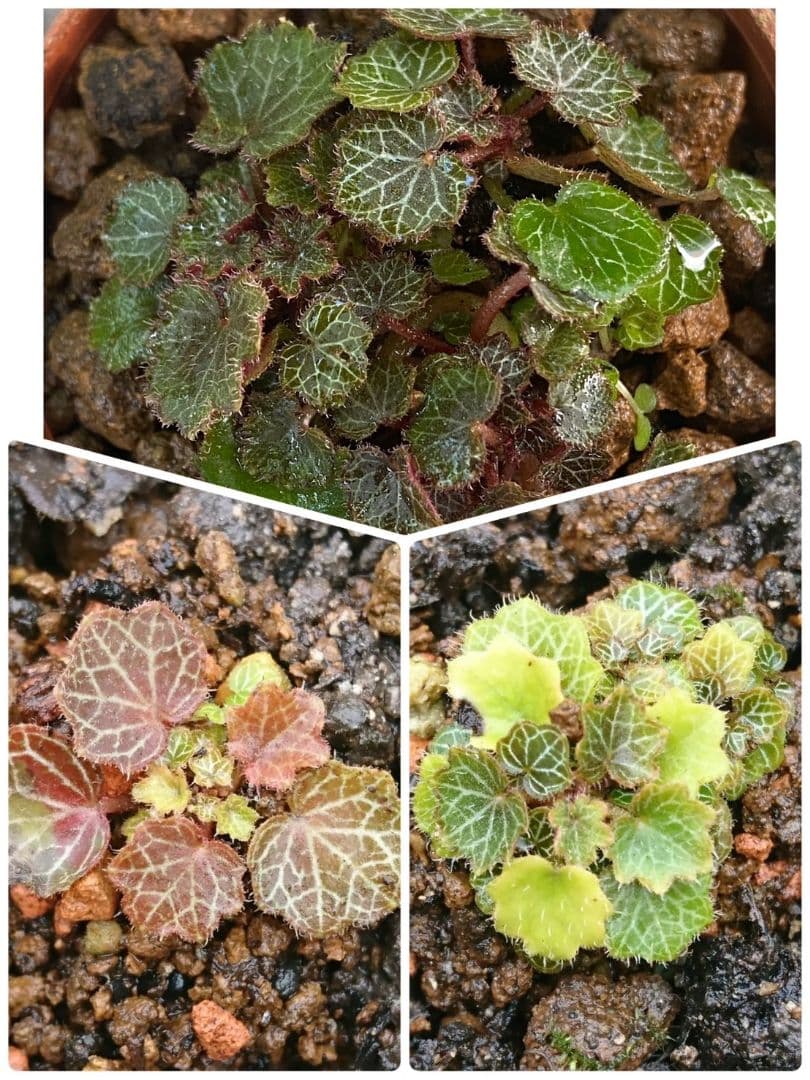 パルダリウム 屋久島 極姫ユキノシタ - メルカリ