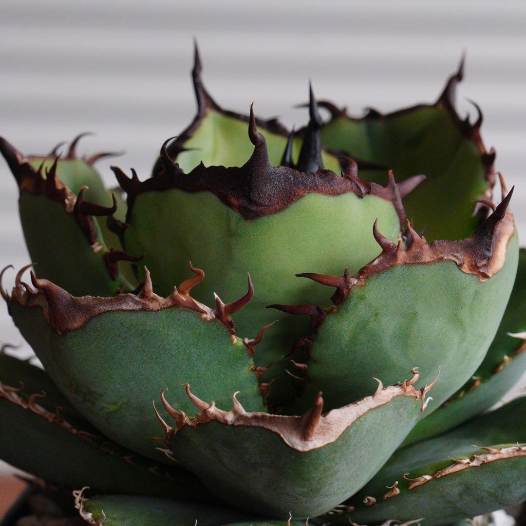 【012】アガベ オテロイ 実生／鉢植え発送