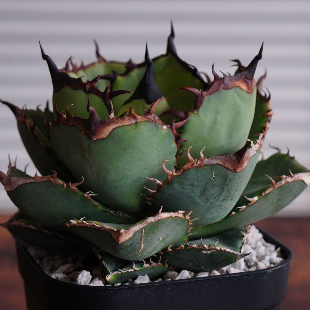 【012】アガベ オテロイ 実生／鉢植え発送