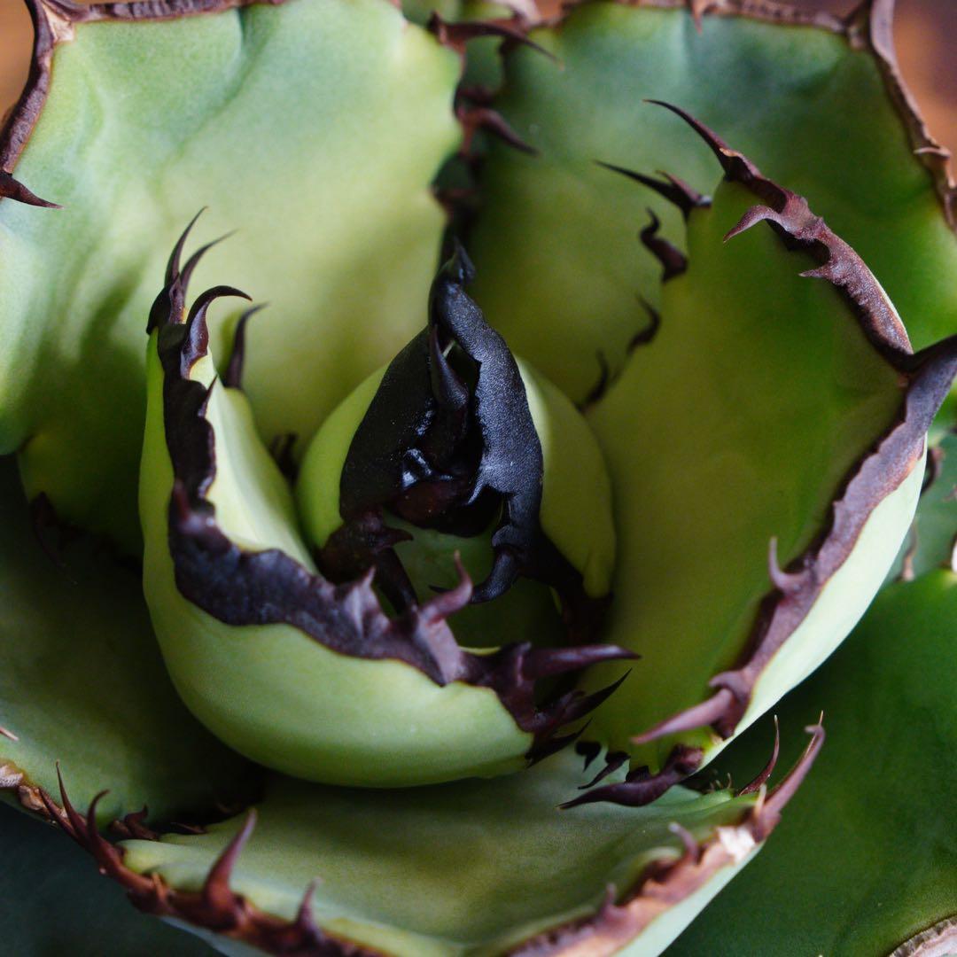 【012】アガベ オテロイ 実生／鉢植え発送