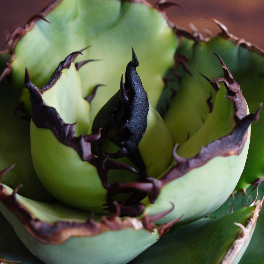 【012】アガベ オテロイ 実生／鉢植え発送