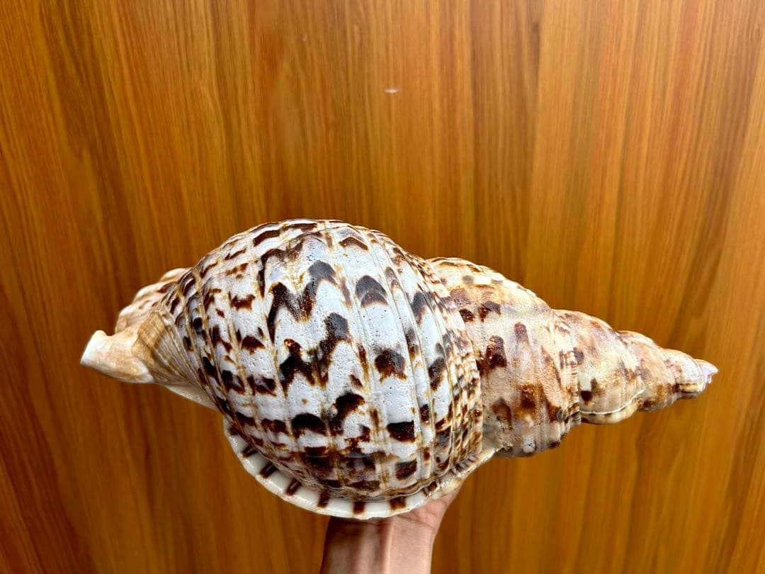 大形　法螺貝33.5cm 1248g