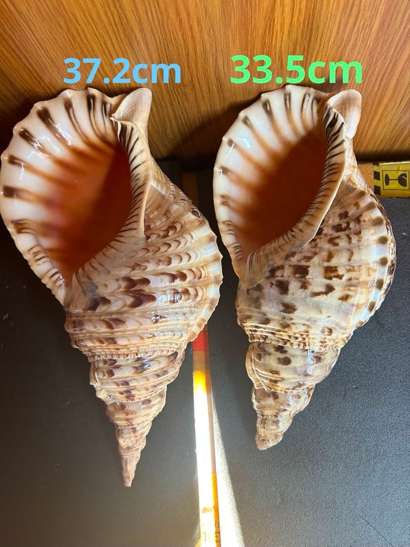 大形　法螺貝33.5cm 1248g