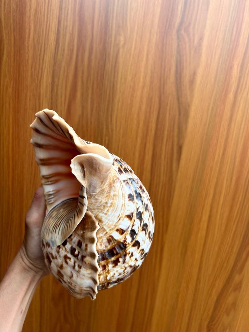 大形　法螺貝33.5cm 1248g