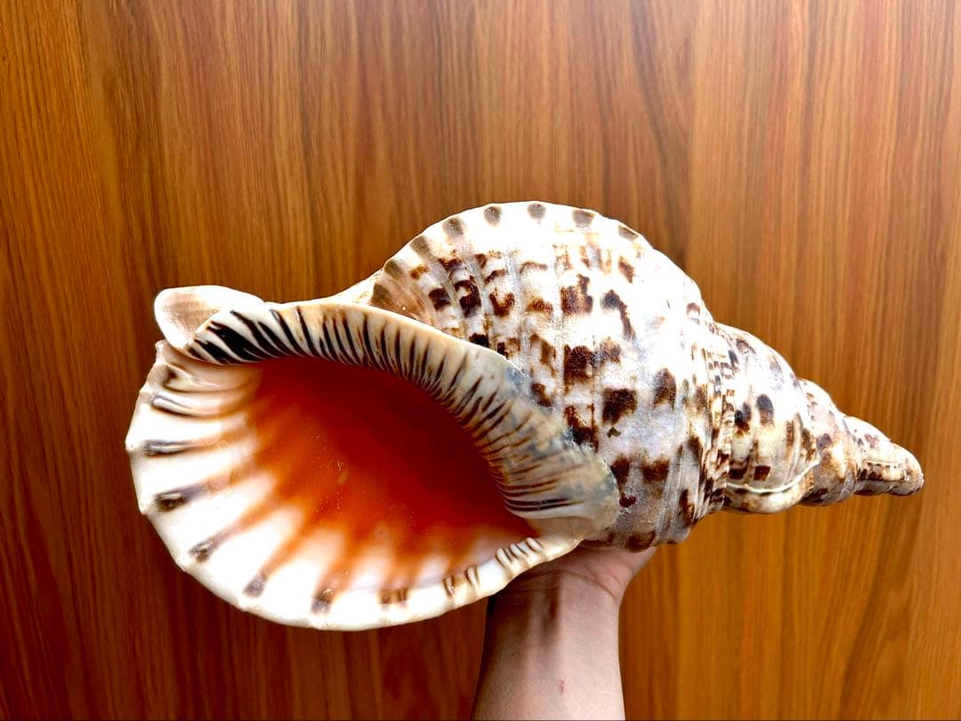 大形　法螺貝33.5cm 1248g