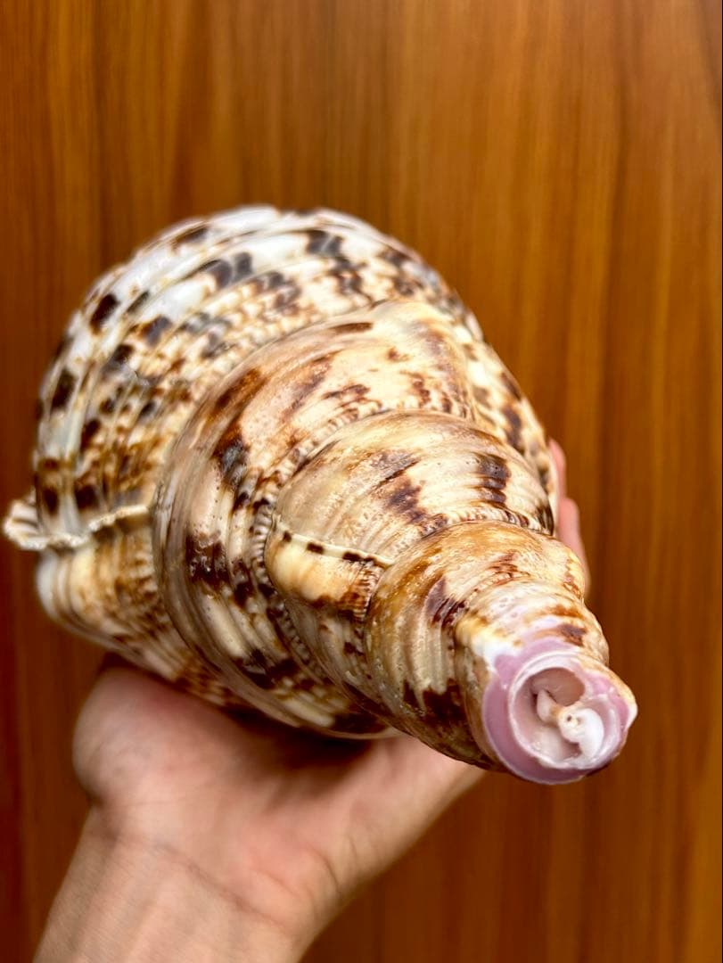 大形　法螺貝33.5cm 1248g