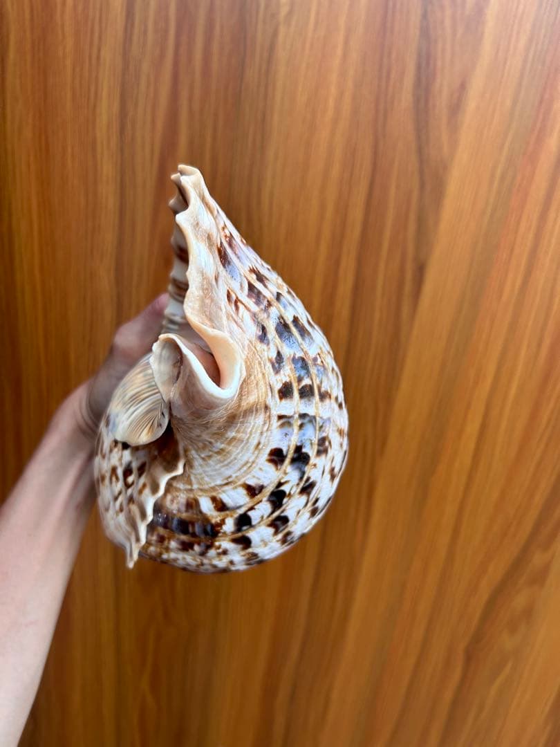 大形　法螺貝33.5cm 1248g