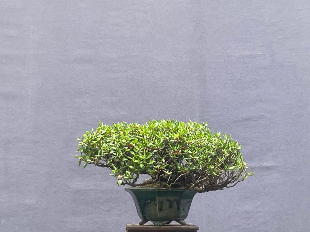 三河盆栽　チリメンカズラ　盆栽　忍作鉢