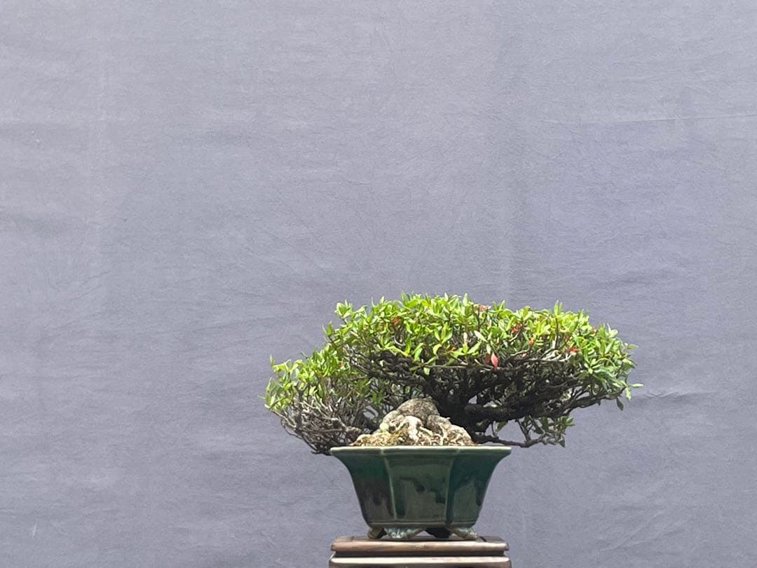 三河盆栽　チリメンカズラ　盆栽　忍作鉢