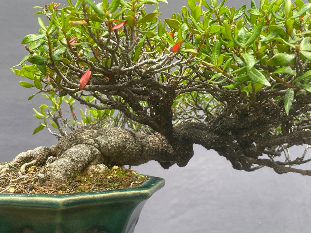 三河盆栽　チリメンカズラ　盆栽　忍作鉢