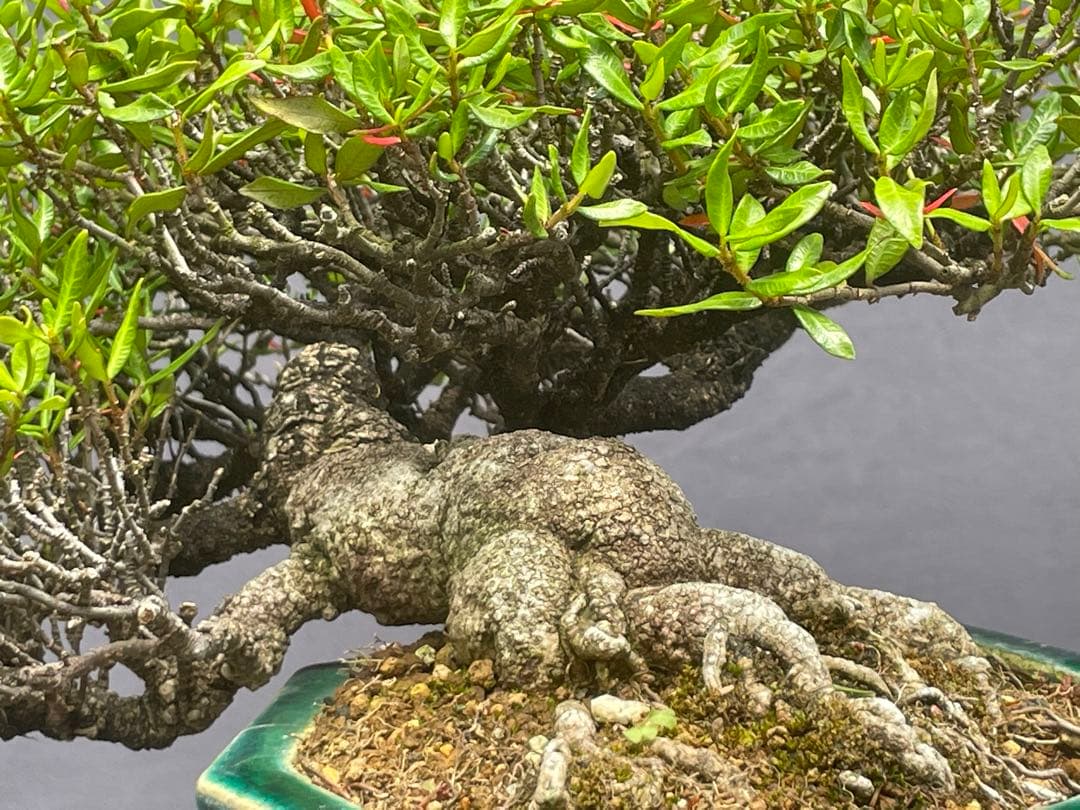 三河盆栽　チリメンカズラ　盆栽　忍作鉢