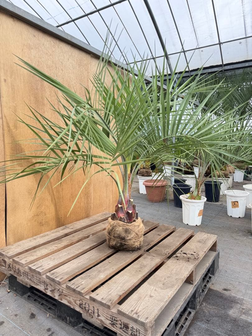 r*o様 ココスヤシシルバーリーフ【極太】葉先130cm幹回り60cm 幹高