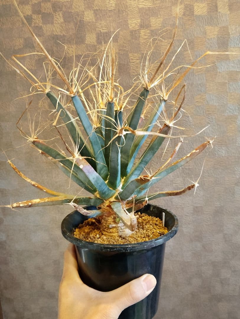 特選 幹立ち サボテン 晃山