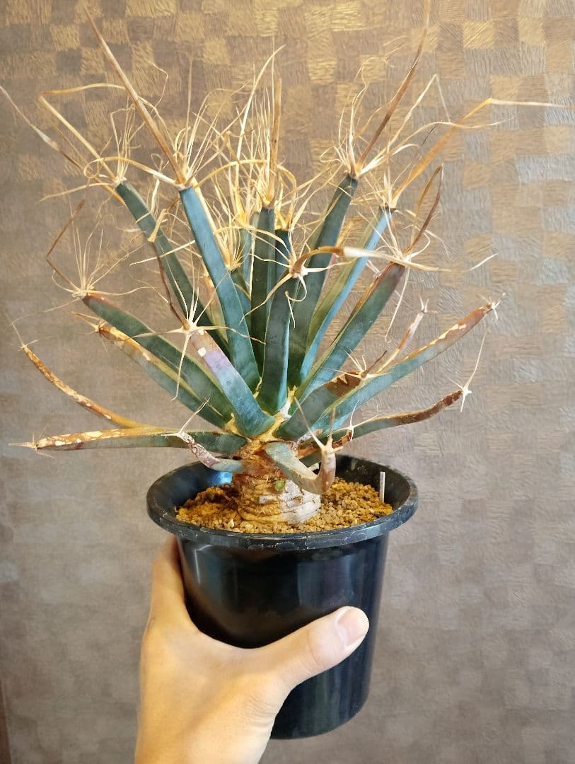 特選 幹立ち サボテン 晃山