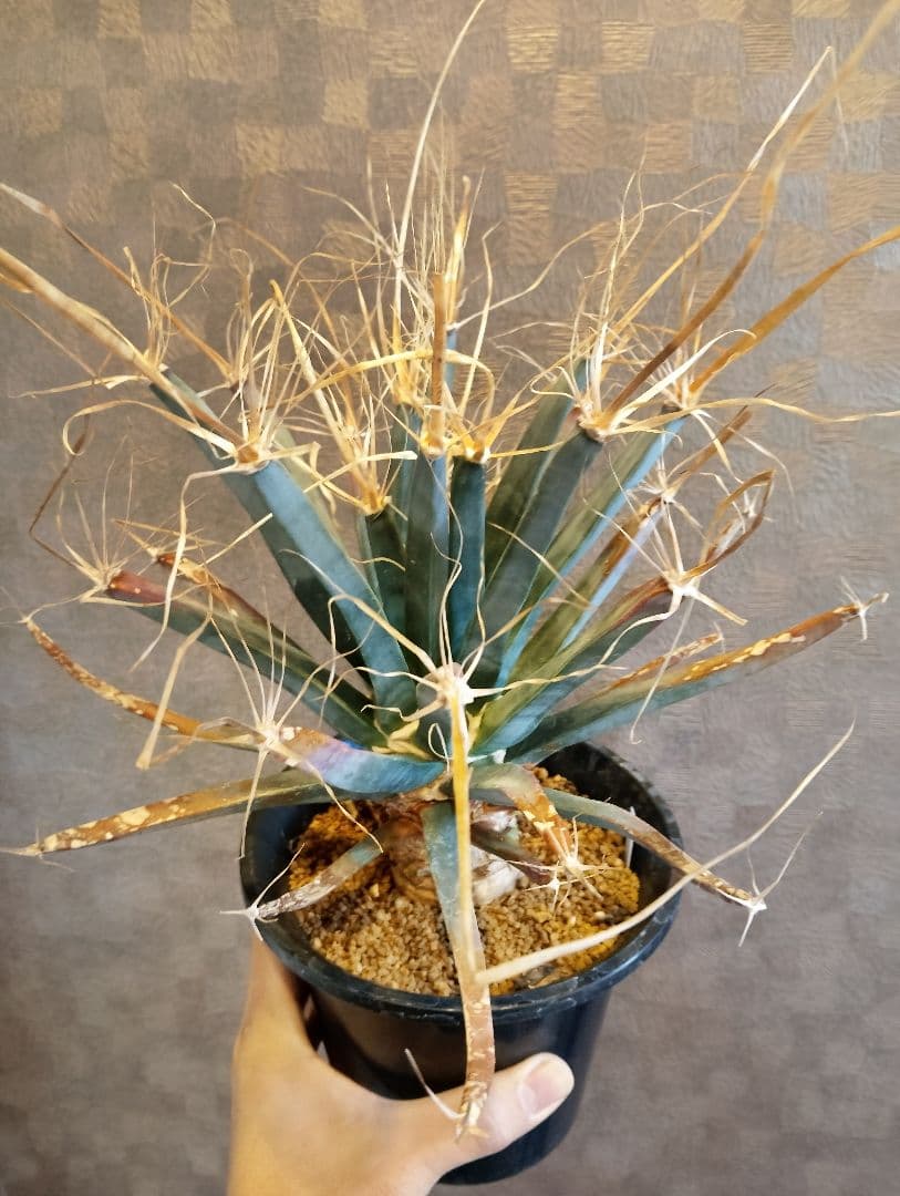 特選 幹立ち サボテン 晃山