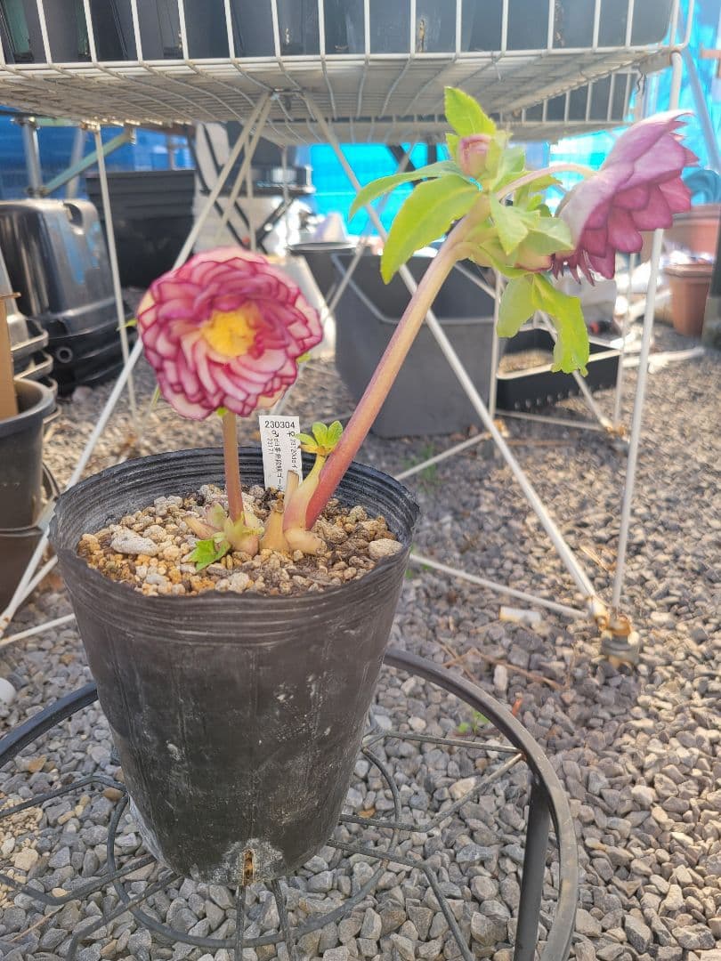 加藤農園　クリスマスローズ　多弁ゴールドピコティ