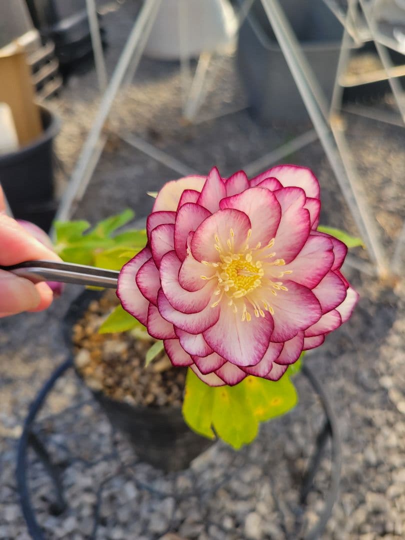 加藤農園　クリスマスローズ　多弁ゴールドピコティ