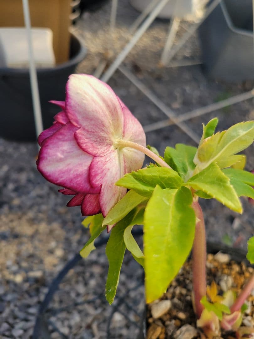 加藤農園　クリスマスローズ　多弁ゴールドピコティ