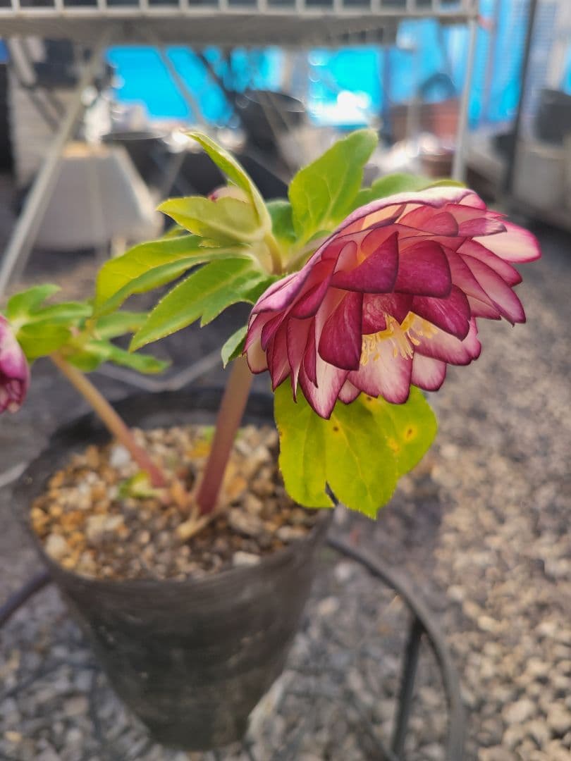 加藤農園　クリスマスローズ　多弁ゴールドピコティ