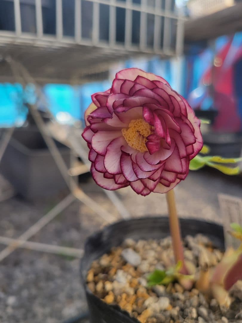 加藤農園　クリスマスローズ　多弁ゴールドピコティ