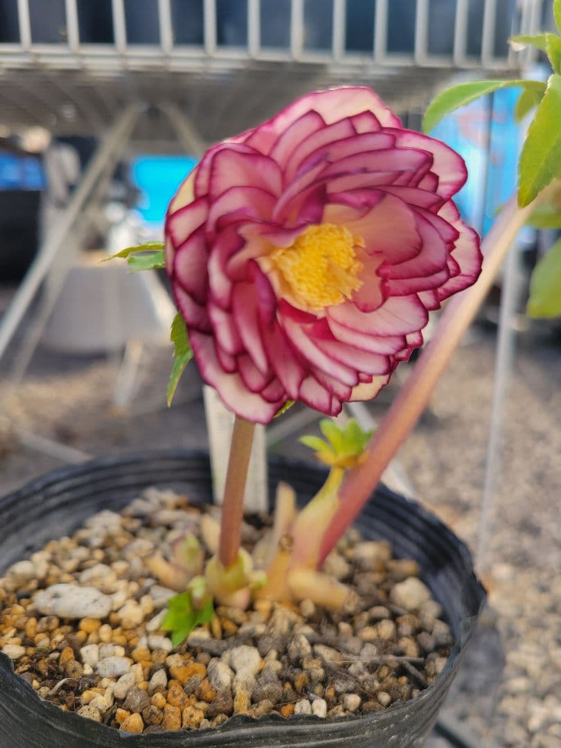 加藤農園　クリスマスローズ　多弁ゴールドピコティ