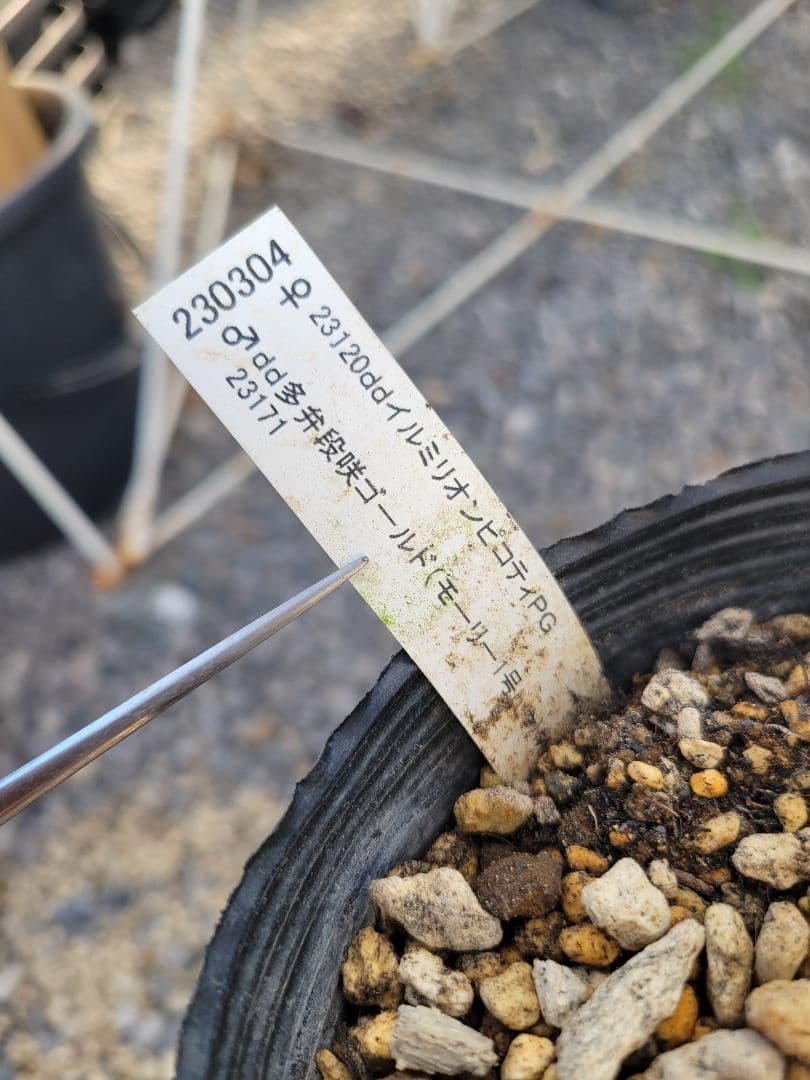 加藤農園　クリスマスローズ　多弁ゴールドピコティ