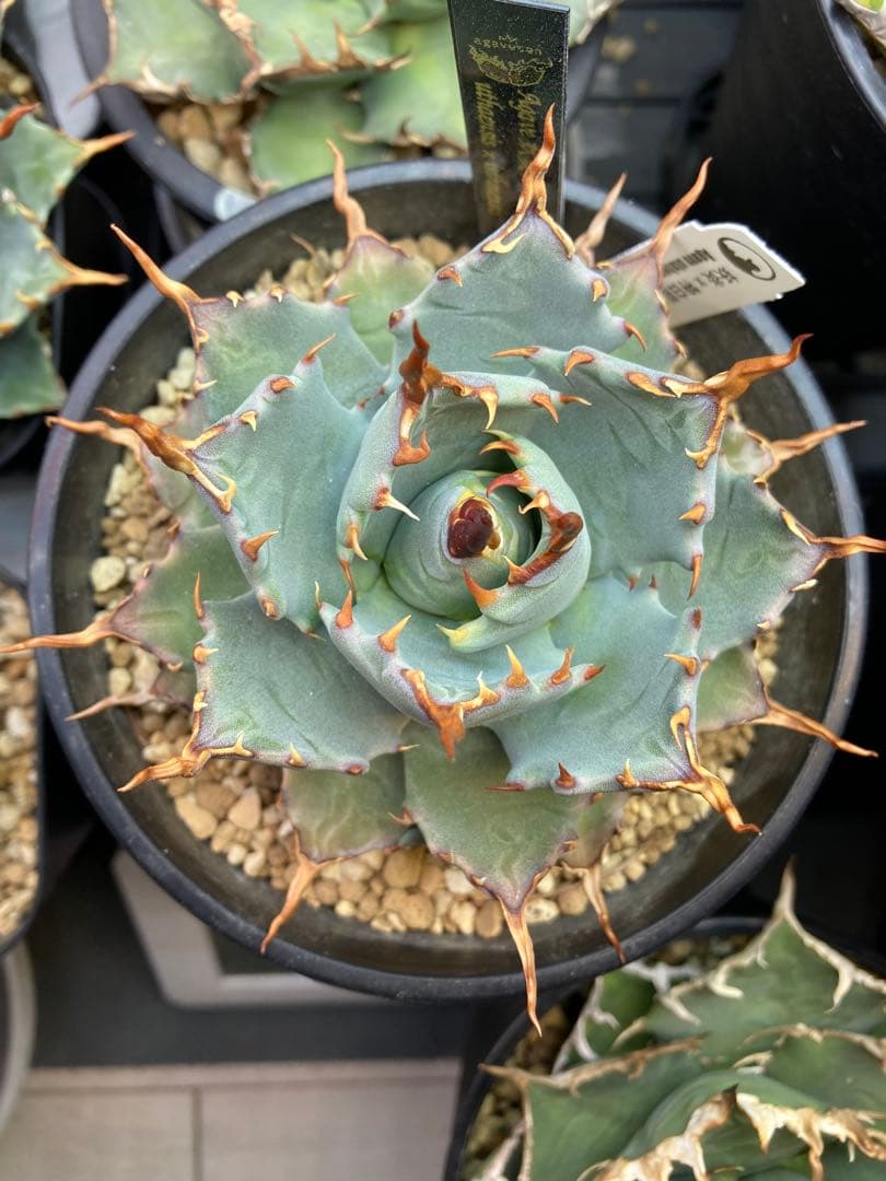 アガベ ハイブリッド 妖炎×特白肌甲蟹 土田制所 子株 カキコ - メルカリ