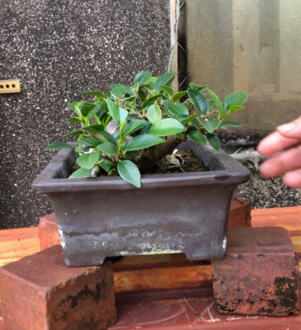 ガジュマル小品盆栽・山採り古木