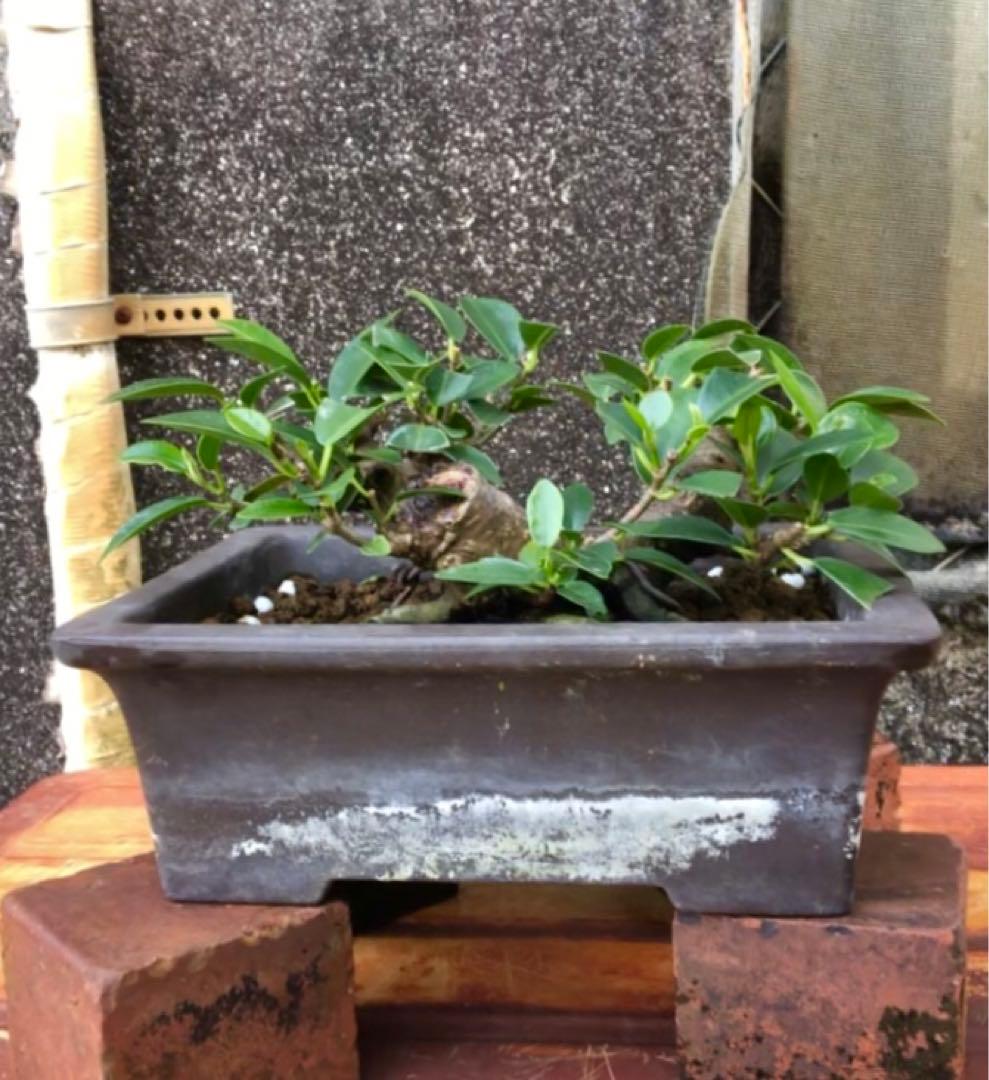 ガジュマル小品盆栽・山採り古木