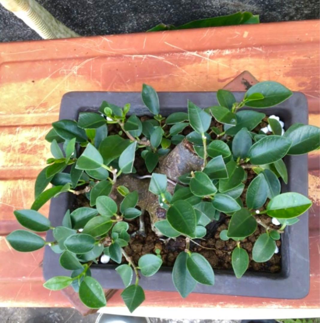 ガジュマル小品盆栽・山採り古木