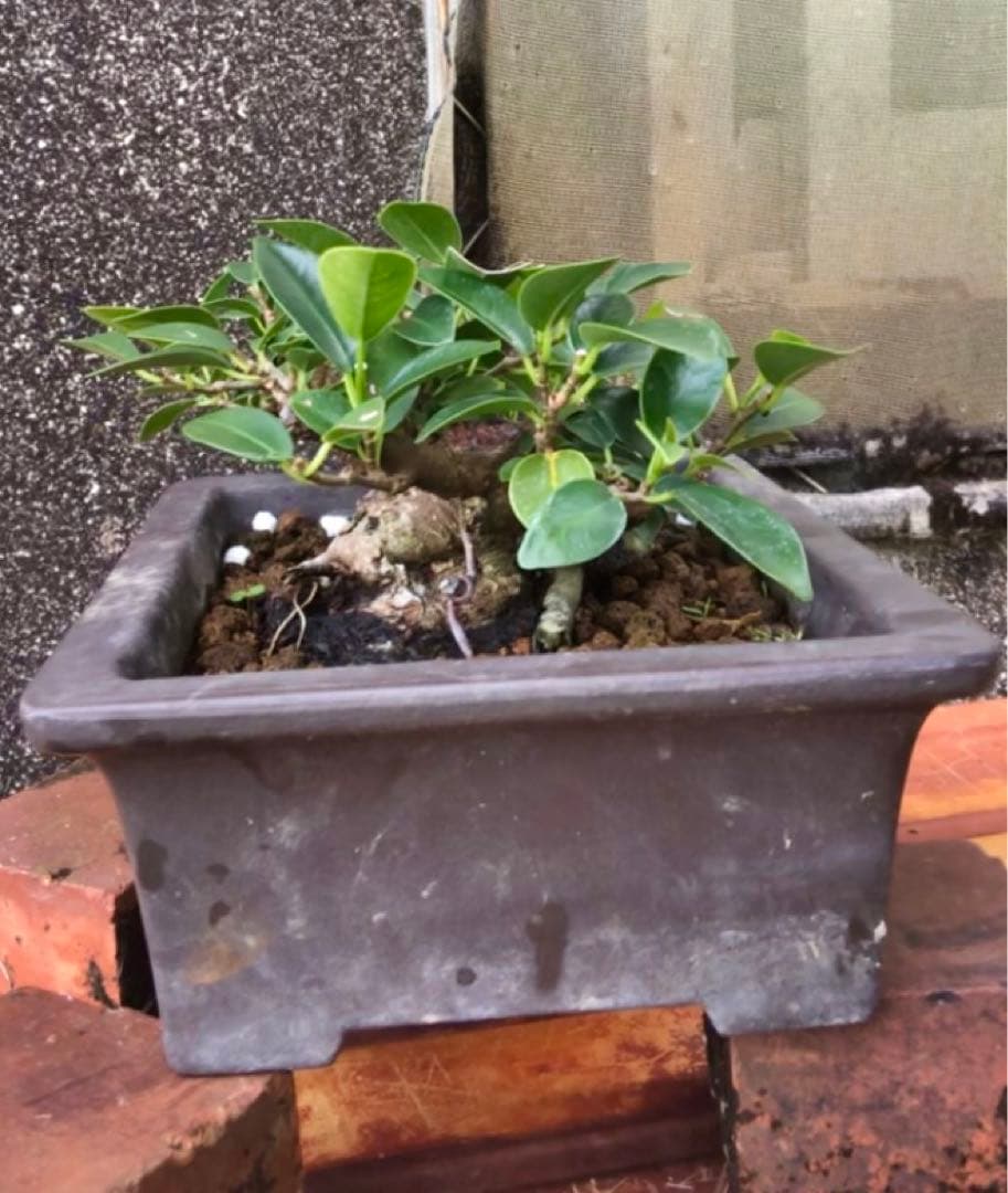 ガジュマル小品盆栽・山採り古木