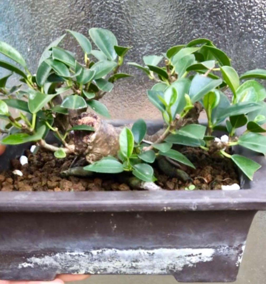 ガジュマル小品盆栽・山採り古木