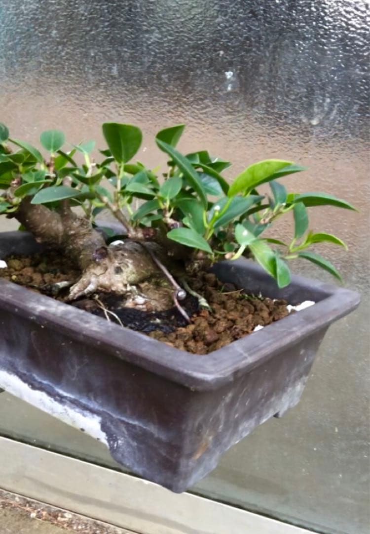 ガジュマル小品盆栽・山採り古木