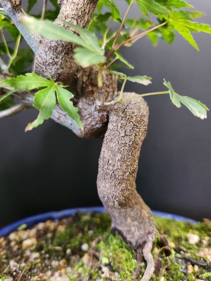 荒皮紅葉 荒皮もみじ 紅葉 もみじ モミジ荒皮紅葉盆栽 もみじ盆栽 楓