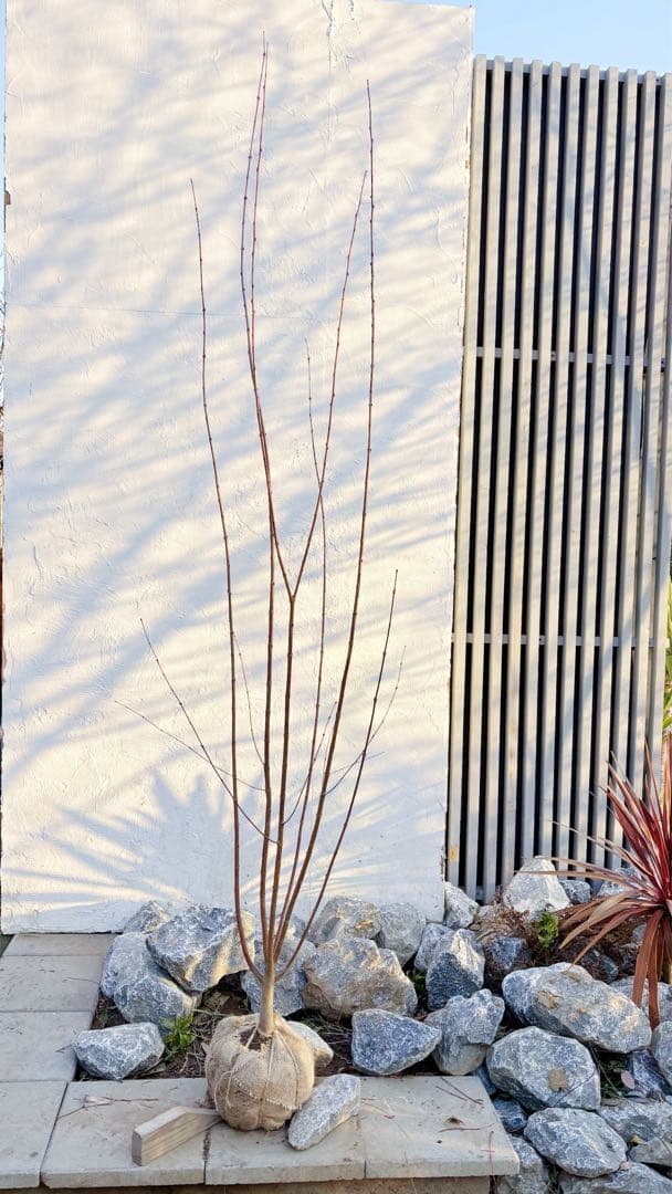 逸品。カツラ(桂)2.2M(鉢底から)品番A