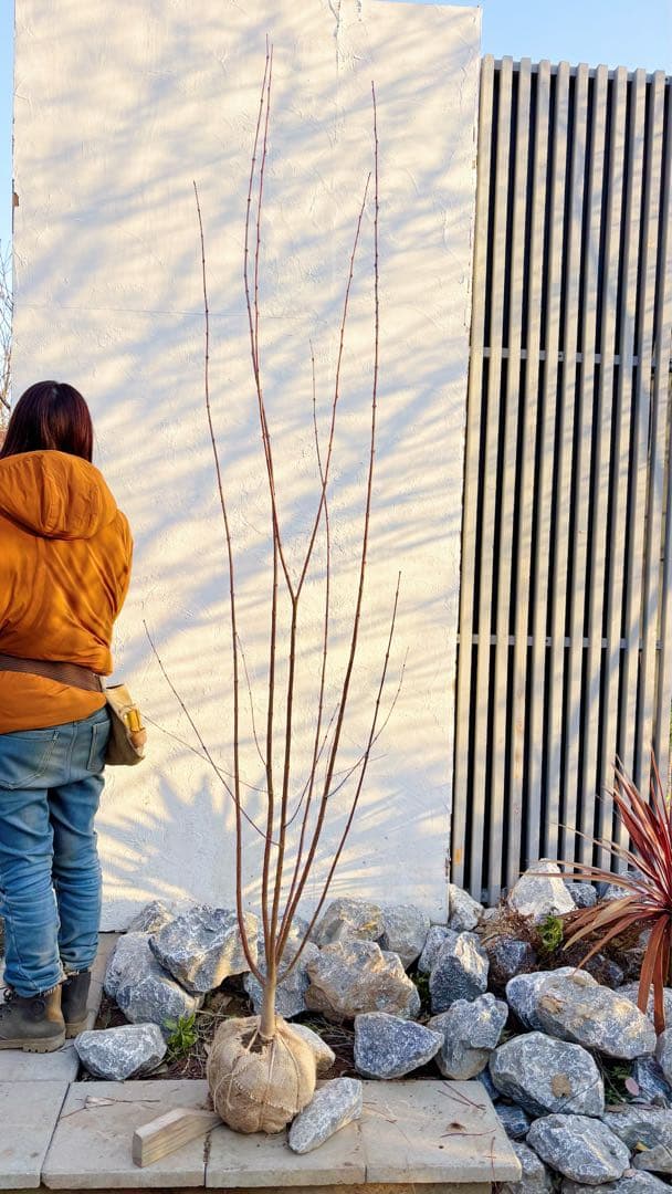 逸品。カツラ(桂)2.2M(鉢底から)品番A