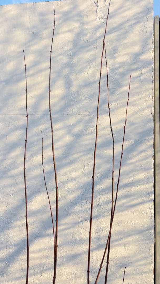 逸品。カツラ(桂)2.2M(鉢底から)品番A