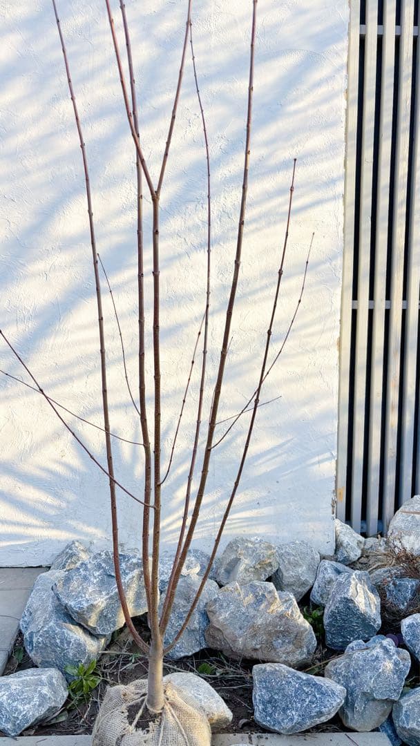 逸品。カツラ(桂)2.2M(鉢底から)品番A