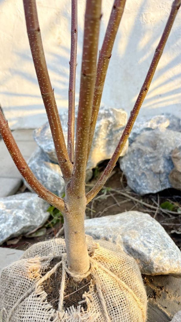 逸品。カツラ(桂)2.2M(鉢底から)品番A