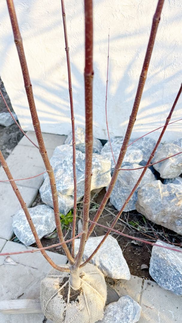 逸品。カツラ(桂)2.2M(鉢底から)品番A