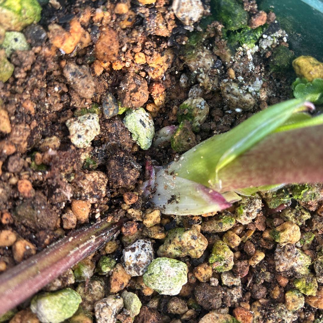 クリスマスローズ リバーシブル グリーンフラッシュ 7寸 希少 - メルカリ