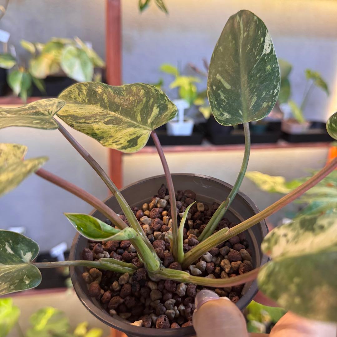 24 フィロデンドロン エメラルドクイーン 斑入り 激レア - メルカリ