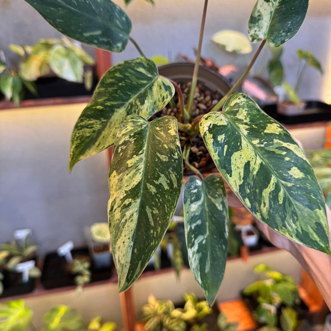 24 フィロデンドロン エメラルドクイーン 斑入り 激レア - メルカリ